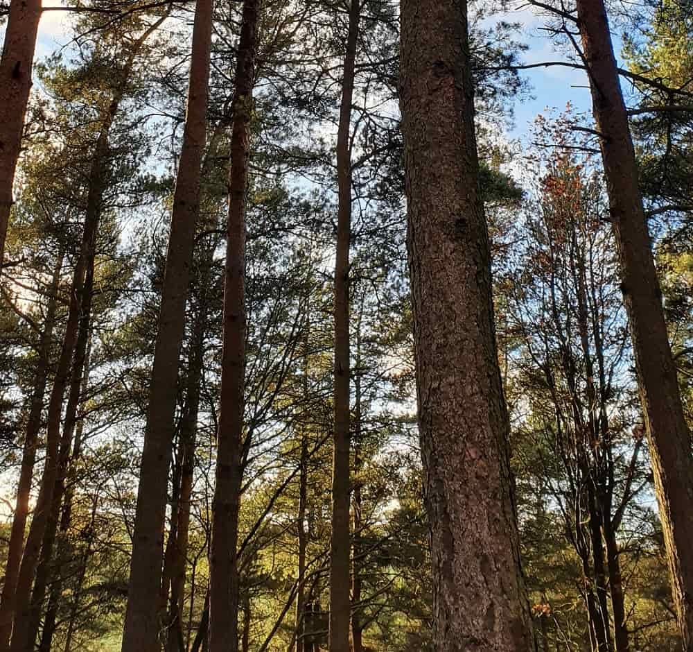 forest bathing